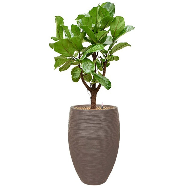 capi ficus lyrata taupe pot