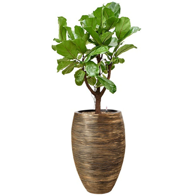 capi ficus lyrata goude pot