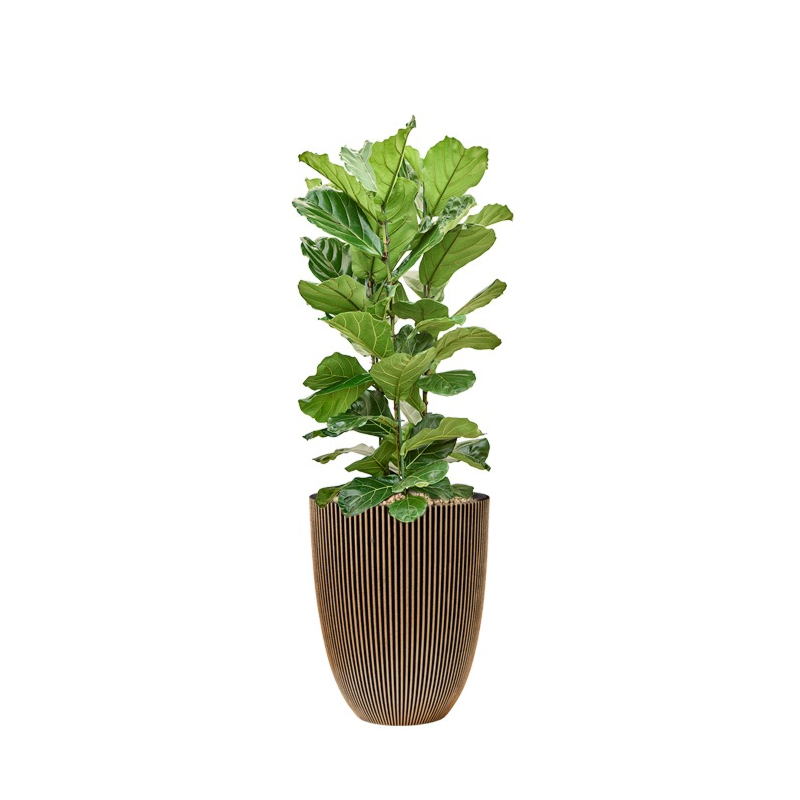 ficus in plantenbak capi goud