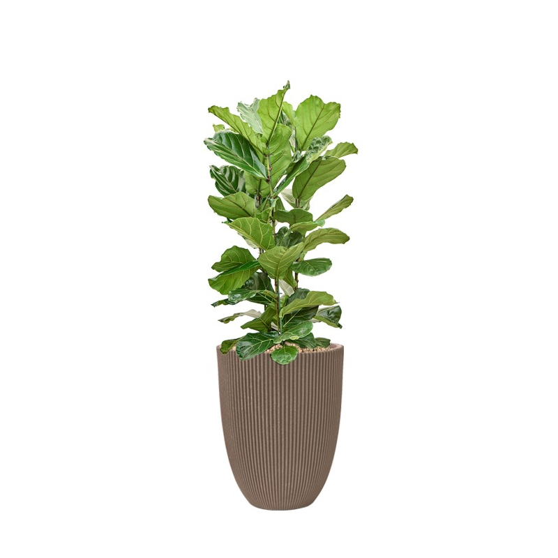 ficus in plantenbak capi taupe