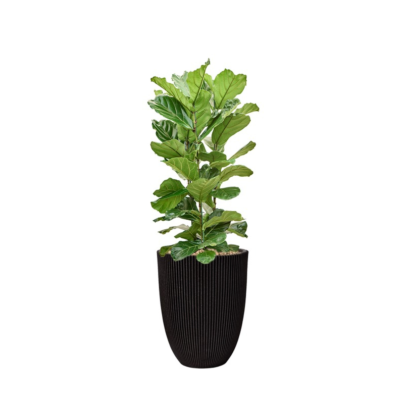 ficus in plantenbak capi zwart