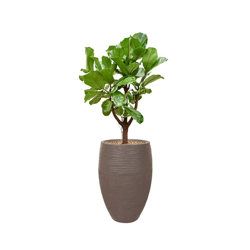 capi ficus lyrata taupe pot