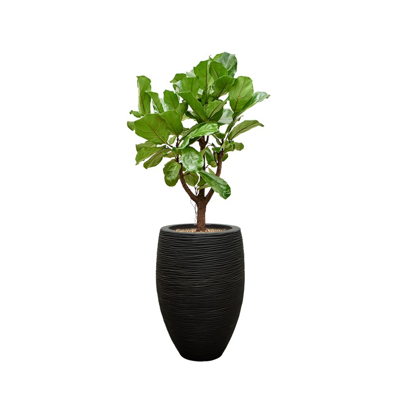 capi ficus lyrata zwarte pot