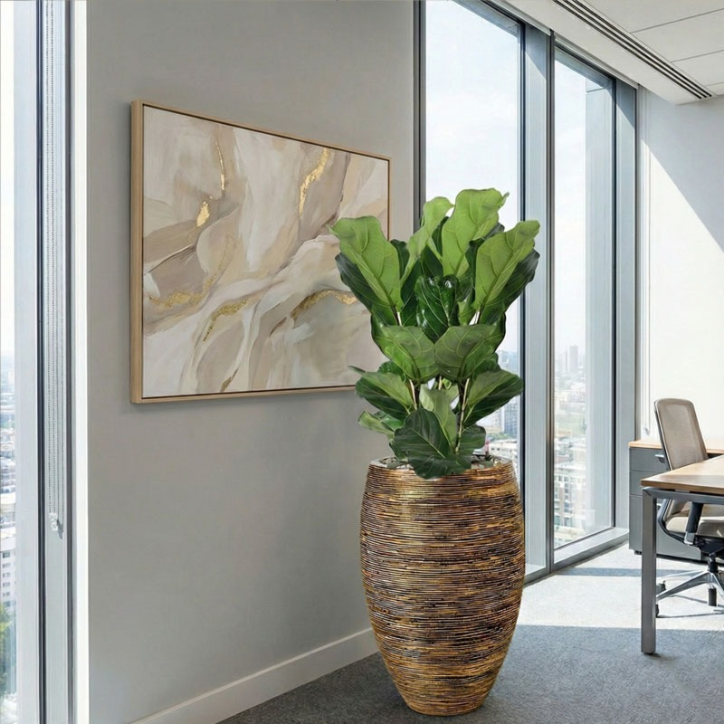 Ficus Lyrata in Capi (4x/jaar water)