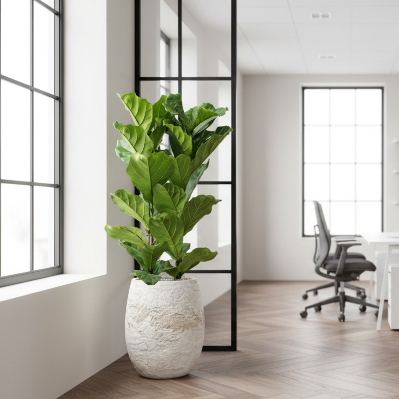 kantoorplant ficus in witte pot