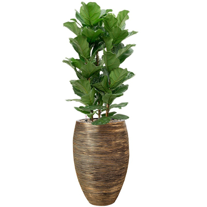 Grote Ficus plant in pot met waterreservoir
