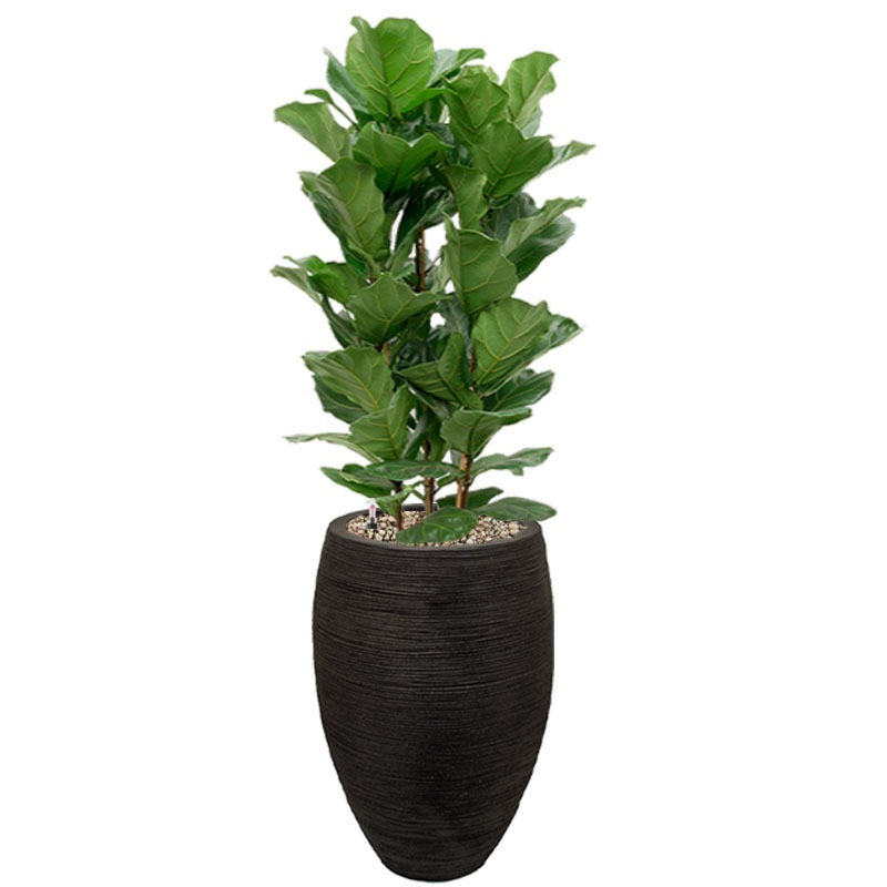 Grote ficus lyrata in pot met waterbuffer