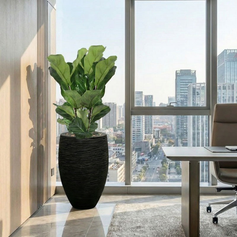 Ficus Lyrata in Capi (4x/jaar water)