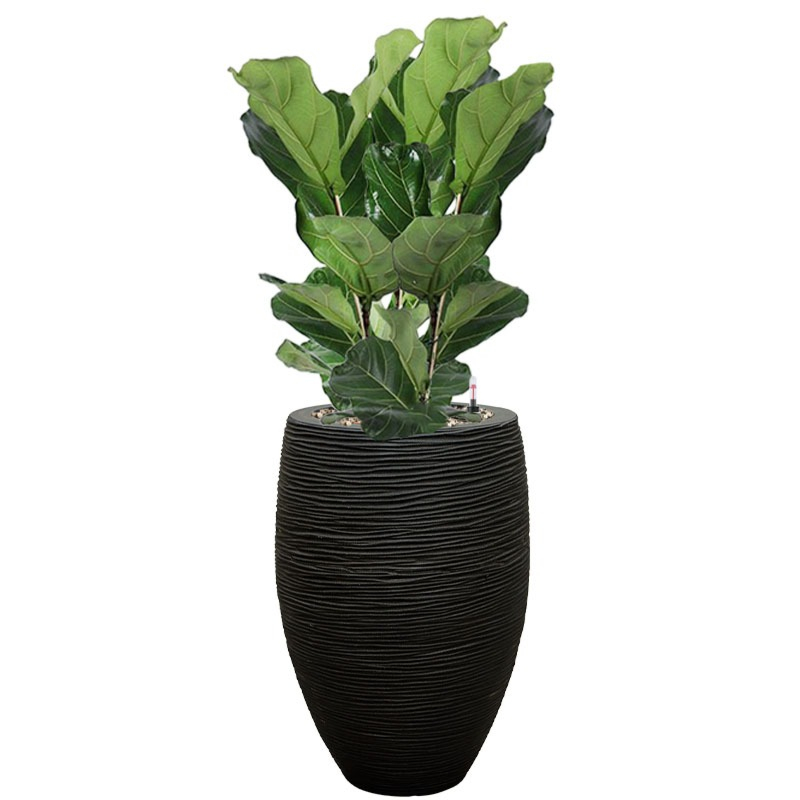 Lyrata kantoorbeplanting waterreservoir