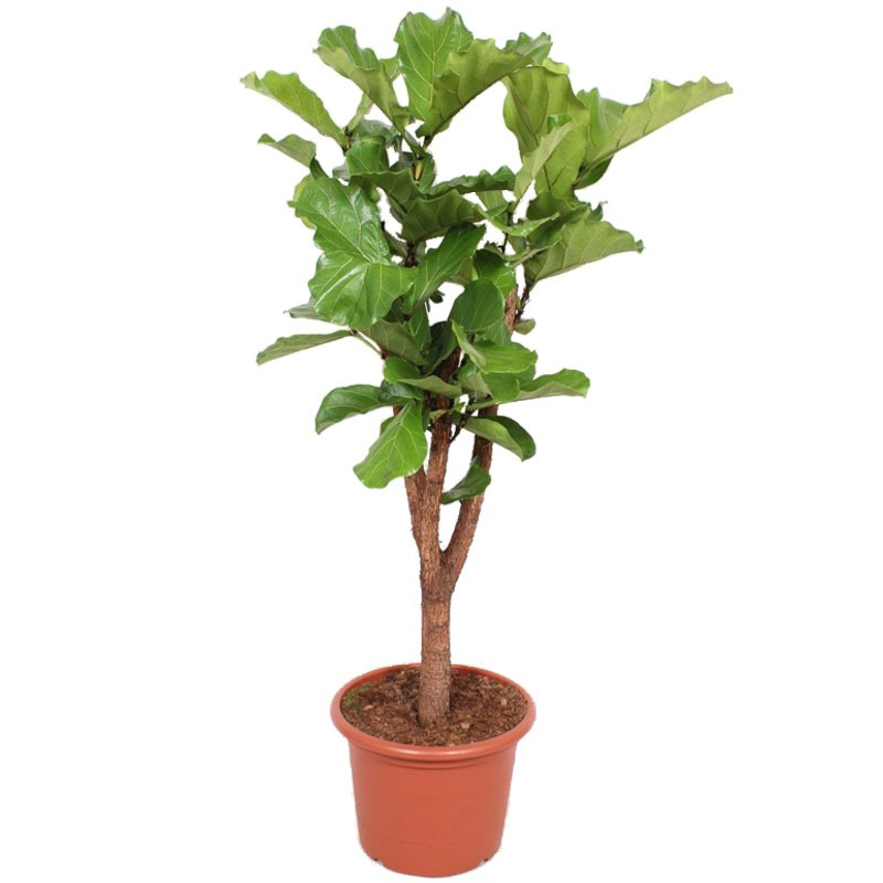 Ficus lyrata stam vertakt kantoorbeplanting