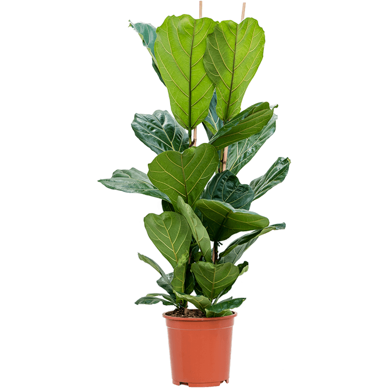 Ficus Lyrata zonnige kantoorplant