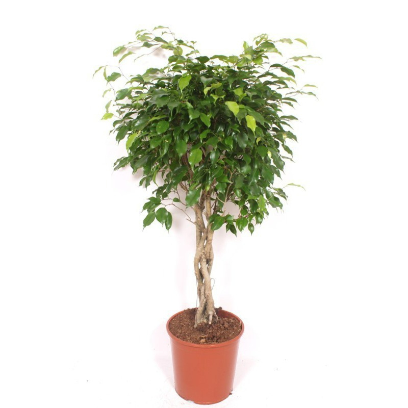 Ficus Exotica