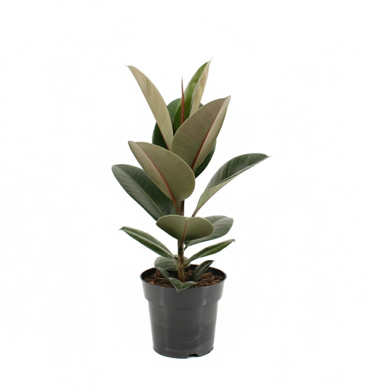 Ficus elastica robusta - goedkope kamerplant