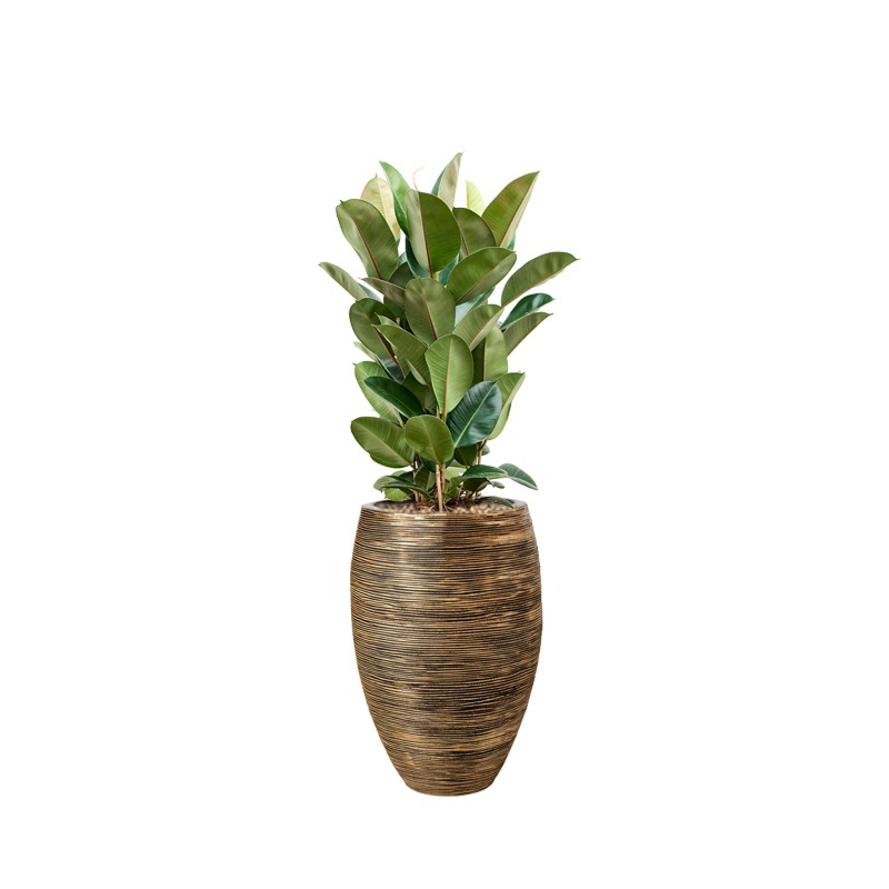capi met ficus robusta goud