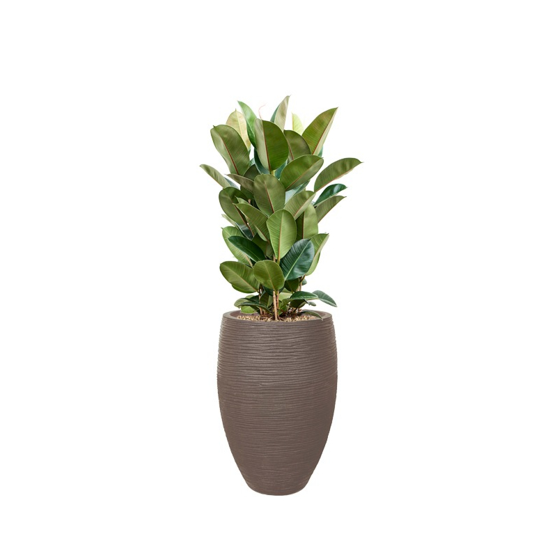 capi met ficus robusta taupe