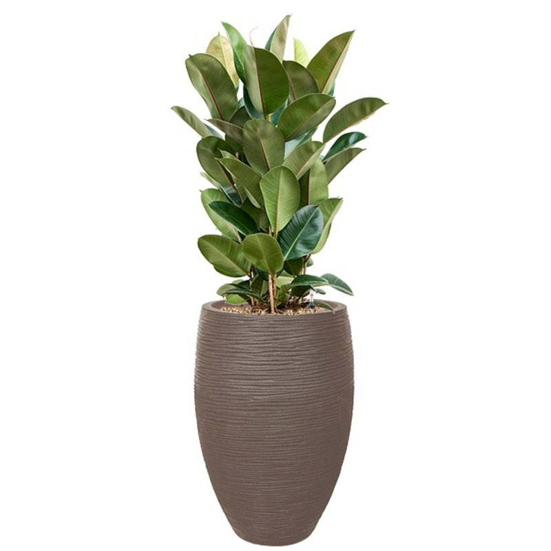capi met ficus robusta taupe