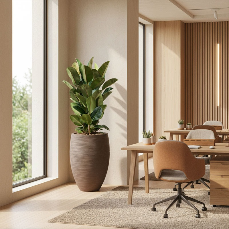 kantoorbeplanting ficus robusta taupe beige