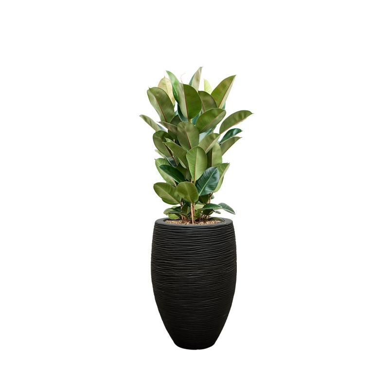 capi met ficus robusta zwart