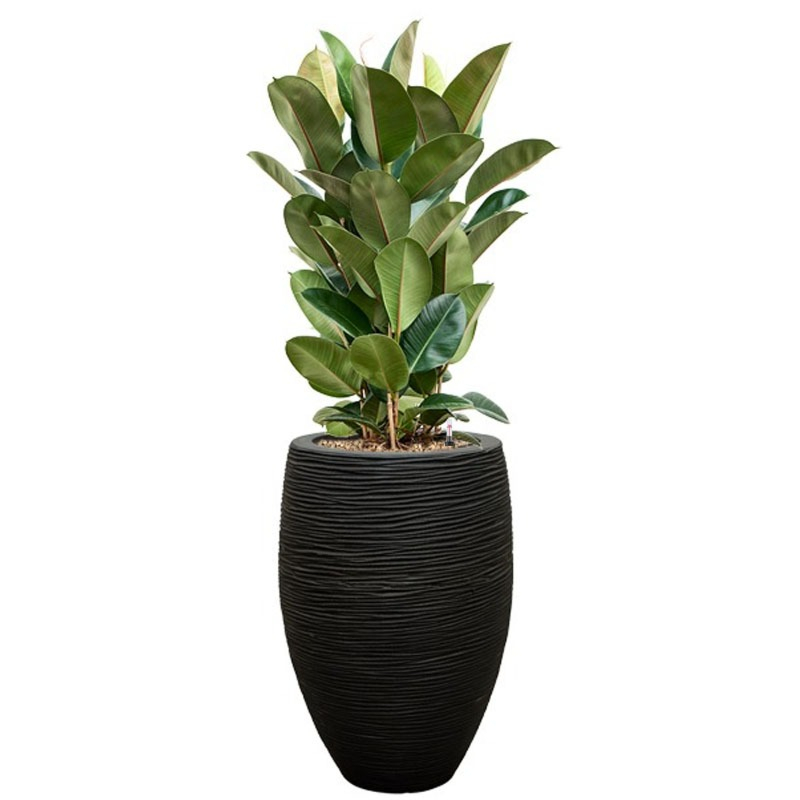 Ficus plant in zwarte hoge pot
