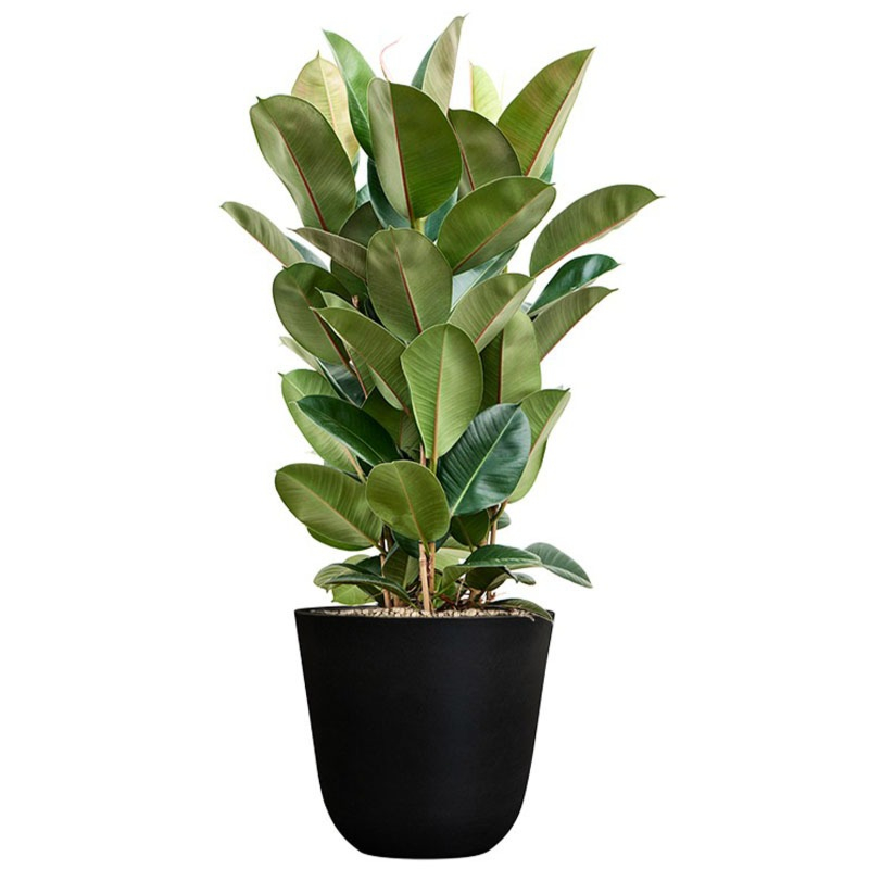Ficus robusta plant in zwarte pot 