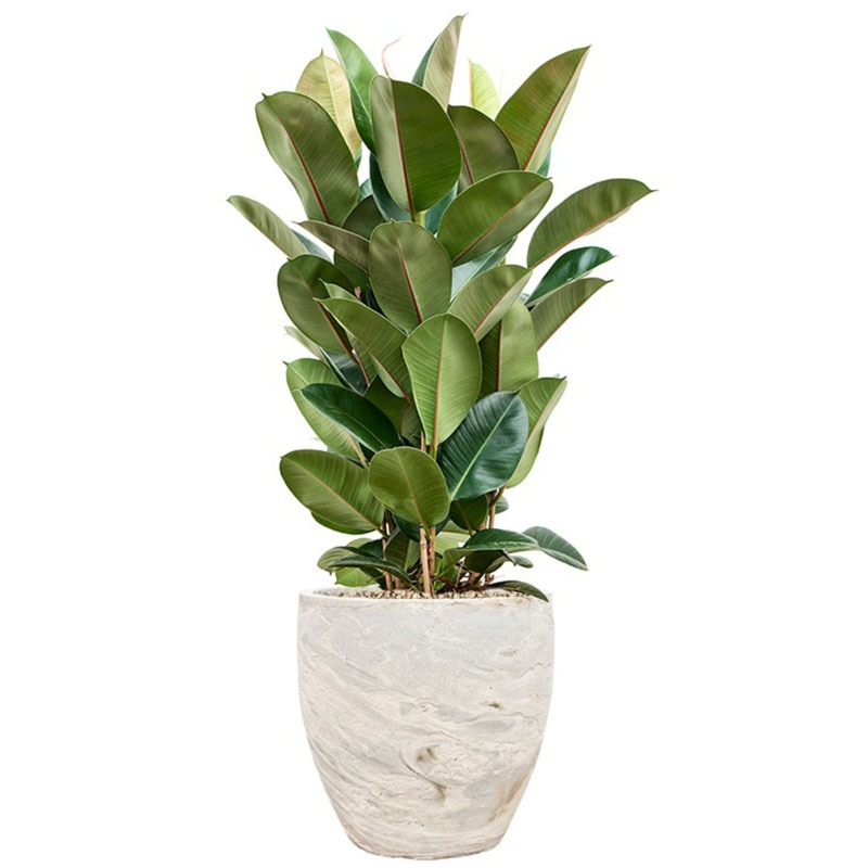 Ficus Robusta in luxe pot 