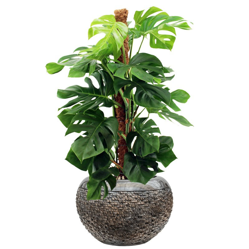 kantoorplant met luxe pot