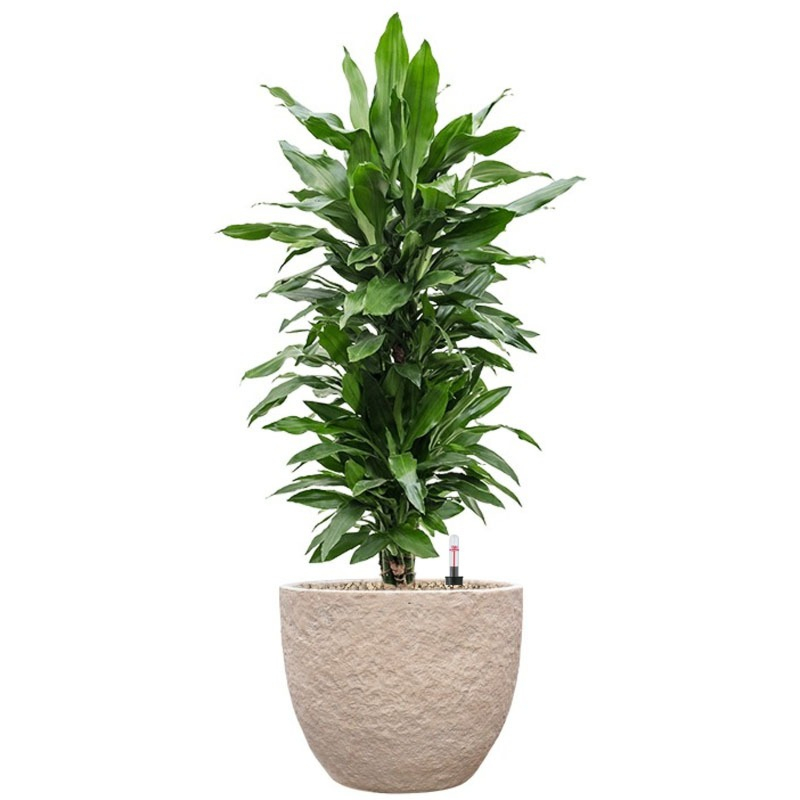 groene kantoorbeplanting in beige steenpot