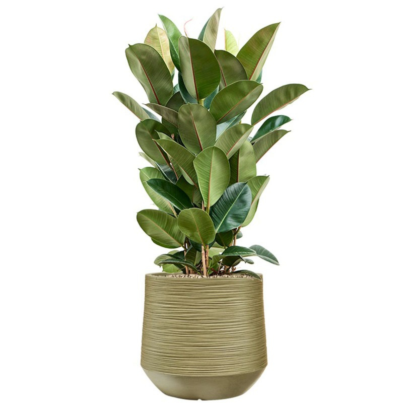 Ficus in groene plantenbak voor kantoor