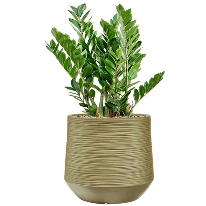 groene pot met zamioculcas