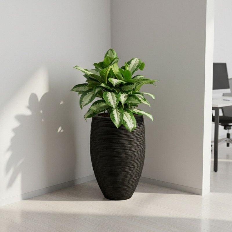 aglaonema kantoorplant met zwarte hoge pot