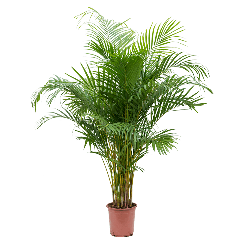 Grote areca palm