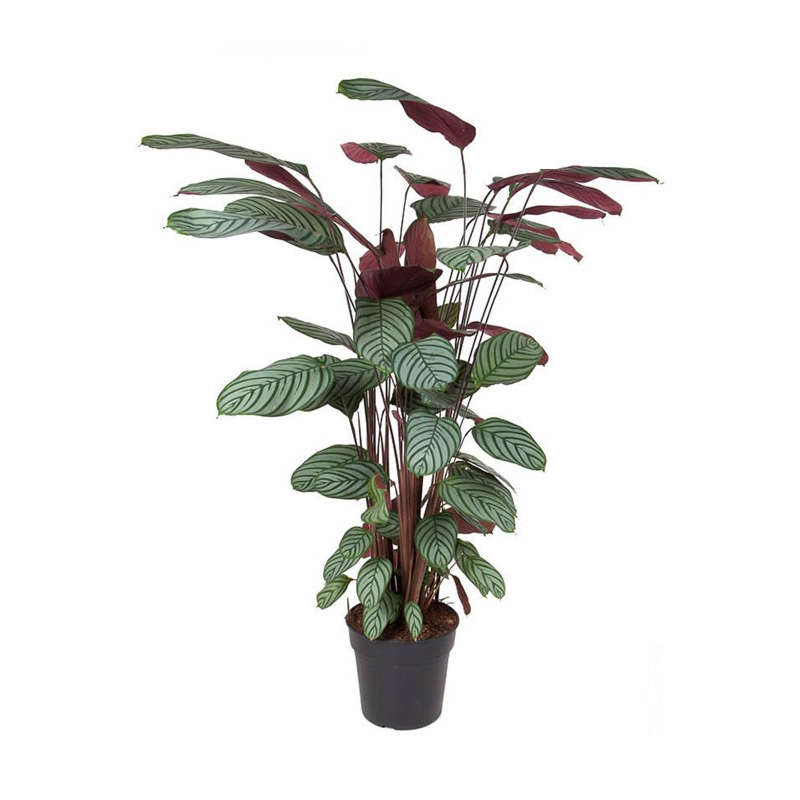 grote calathea kantoorplant