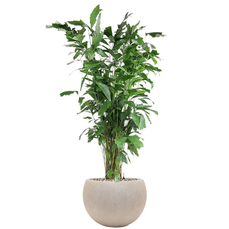 grote caryota in beige bloempot