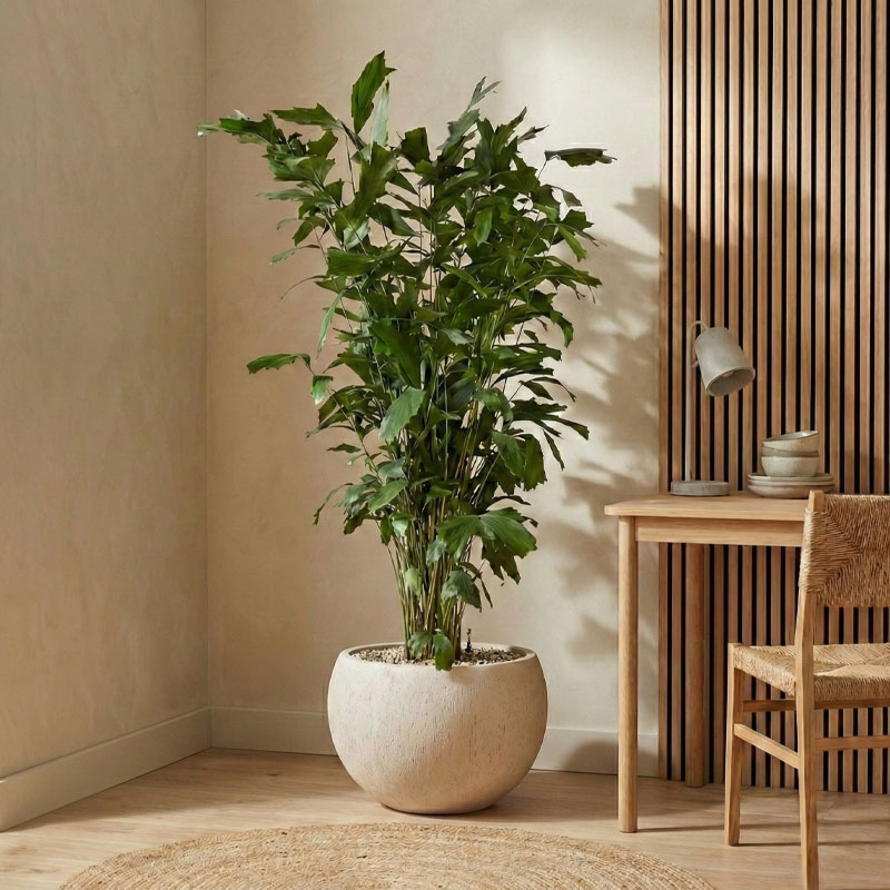 Caryota mitis kantoorbeplanting