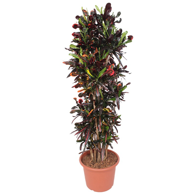 grote croton mammi