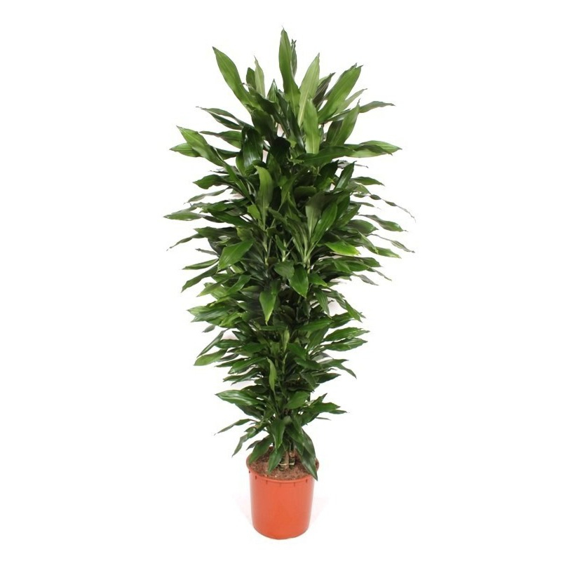grote dracaena groen blad