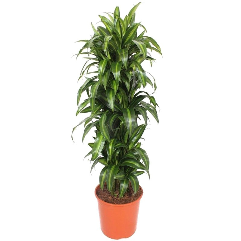 Dracaena Hawaiian Sunshine makkelijke plant