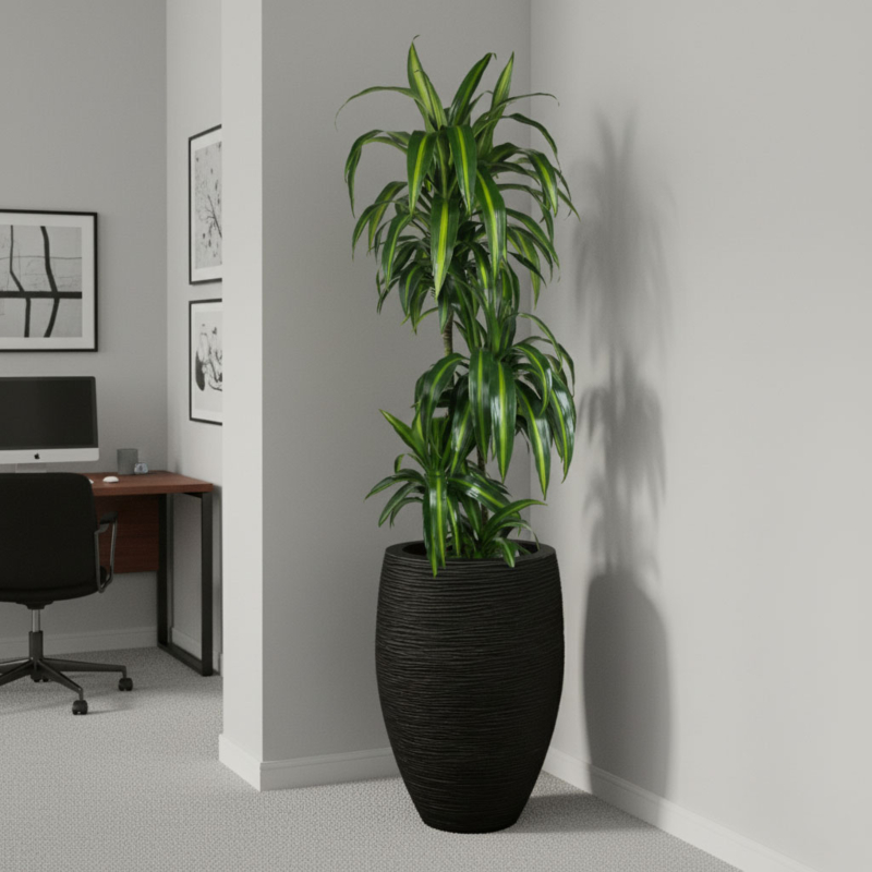 grote makkelijke kamerplant kantoor