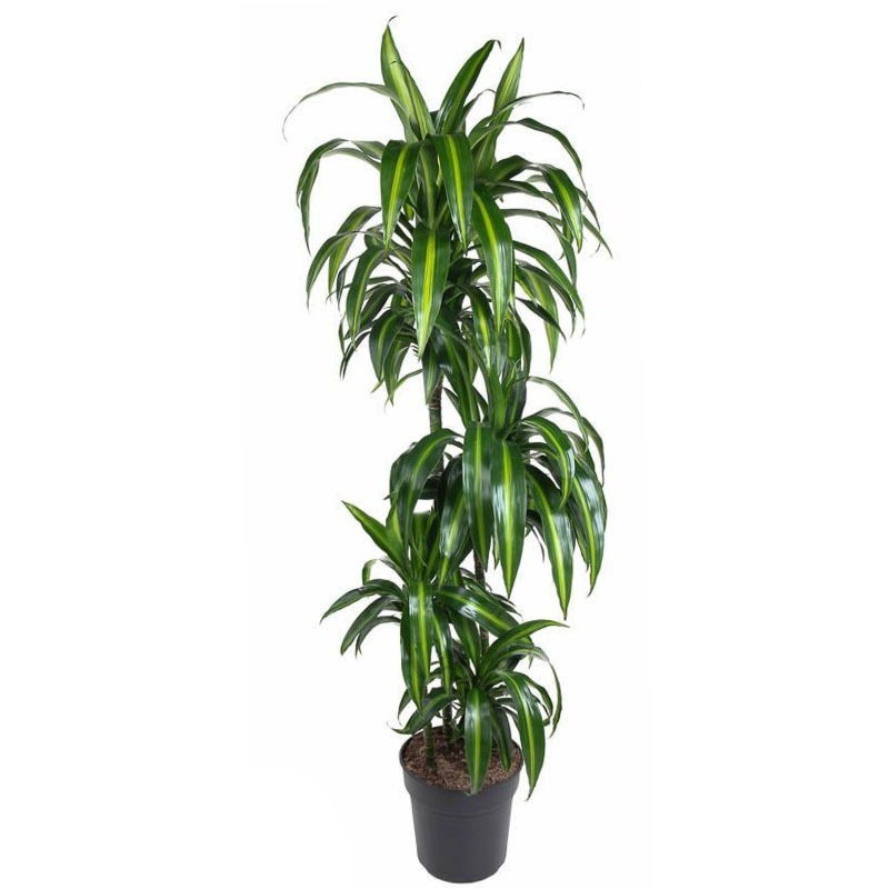 grote dracaena kamerplant p27