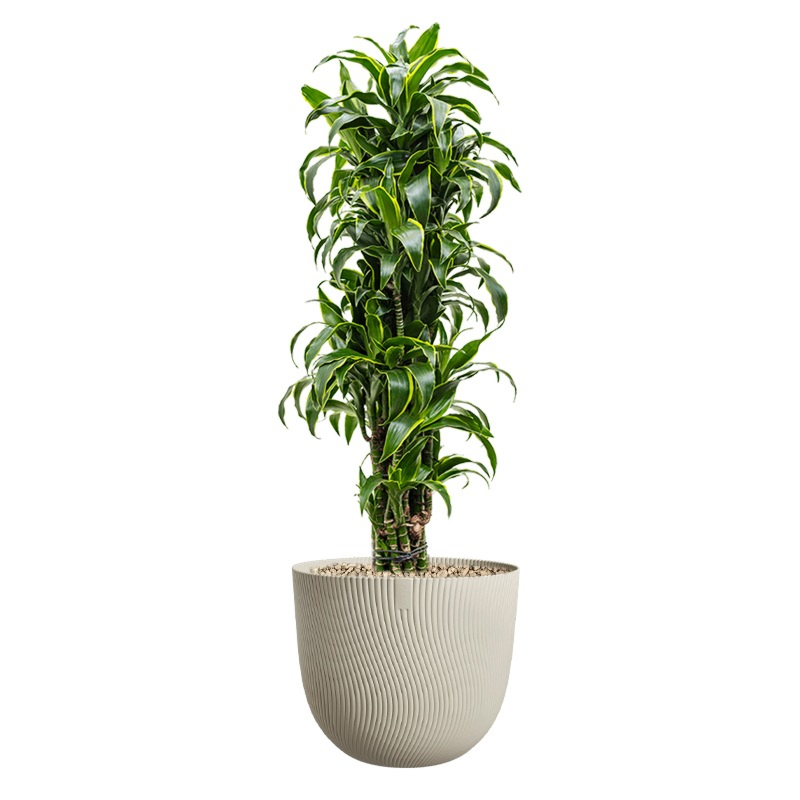 mooie kantoorplant geel groen in pot