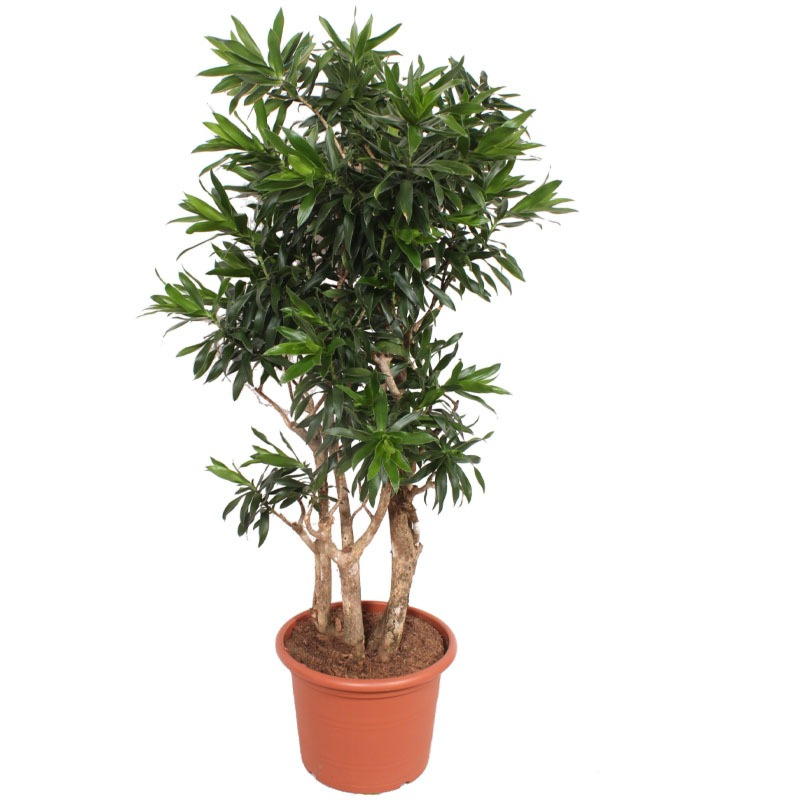 dracaena vertakt kantoorplant