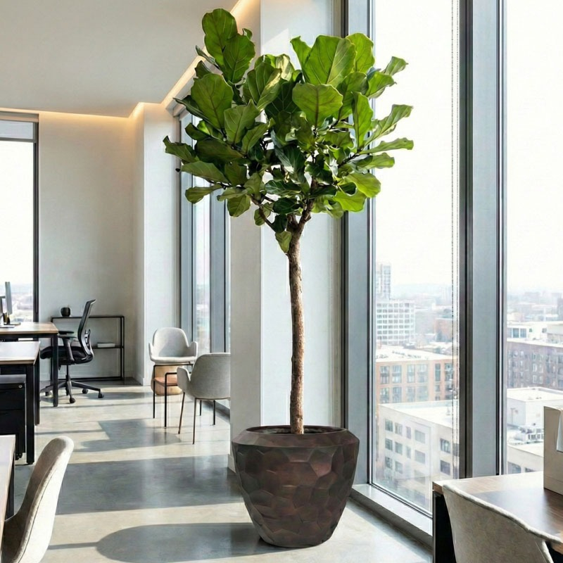 grote Ficus boom op kantoor