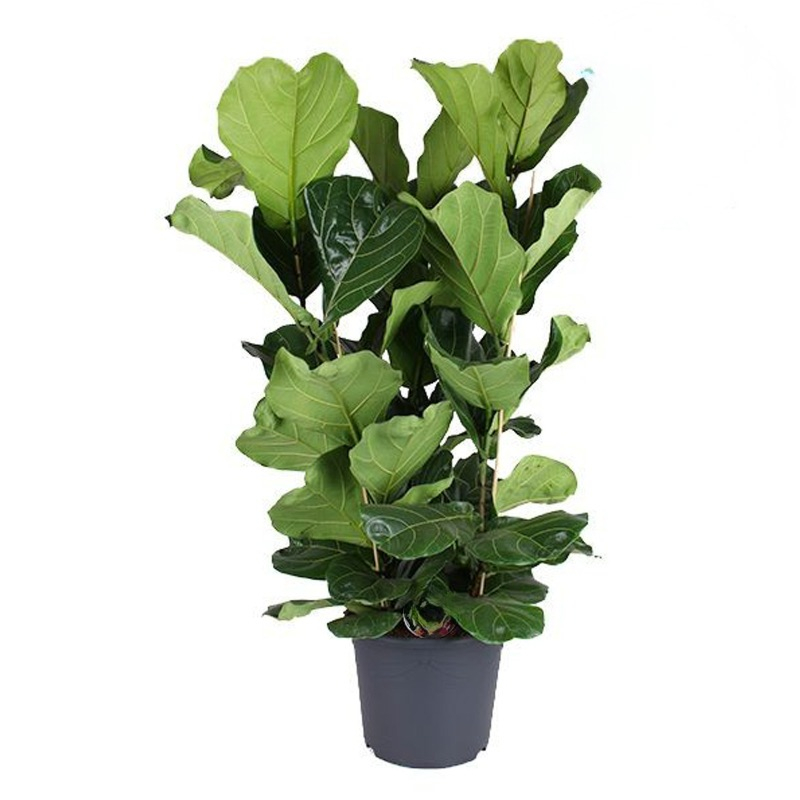 grote ficus lyrata