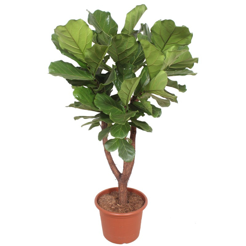 Ficus lyrata