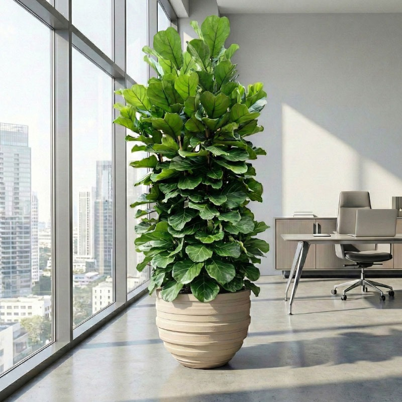 grote ficus lyrata kantoorplant