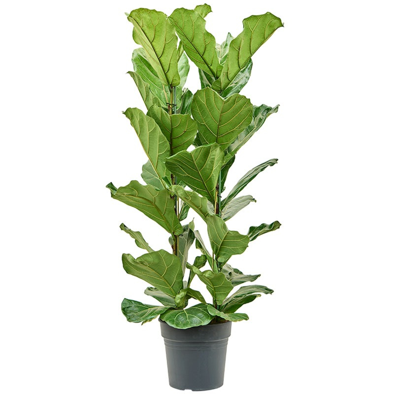 grote lyrata kamerplant