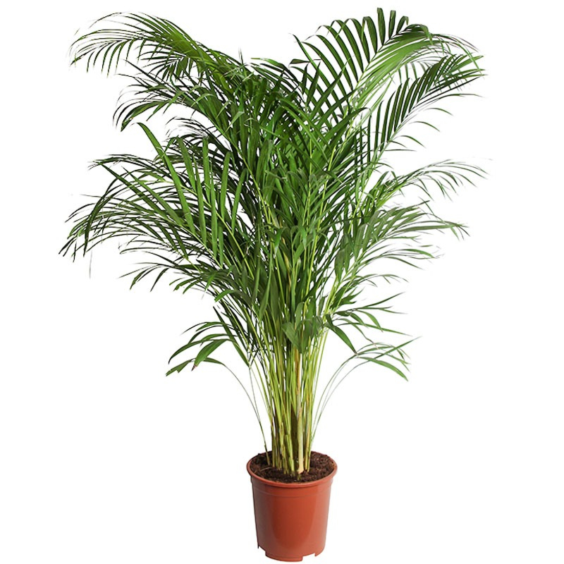 Grote areca kamerplanten