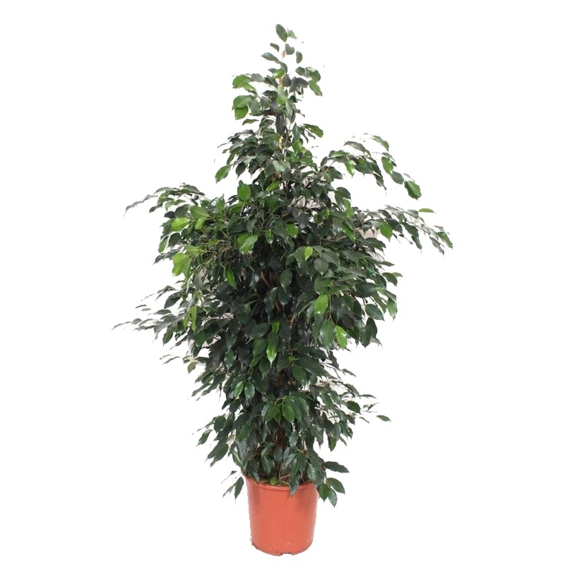 grote kamerplant met kleine blaadjes