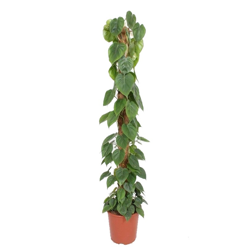 Philodendron scandens