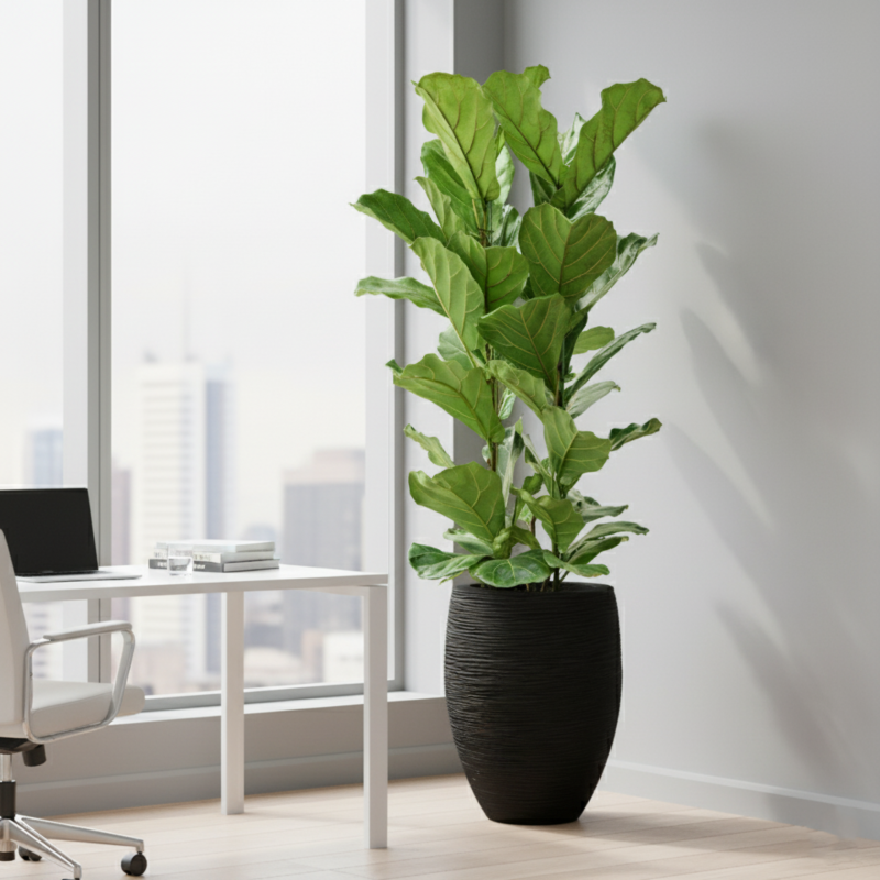 grote kamerplant ficus op kantoor
